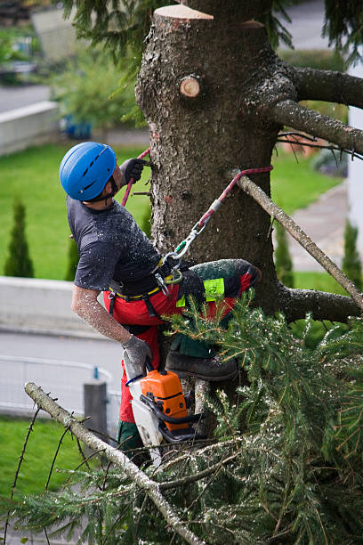 Why Choose Our Tree Removal Services in Altus, OK?